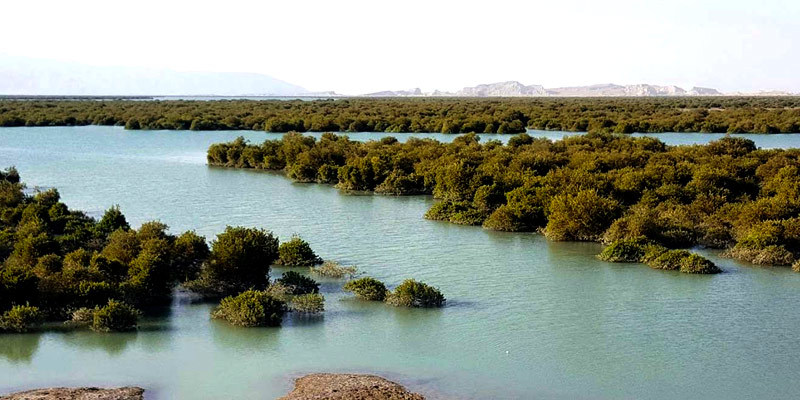 Hara Forest, Qeshm Island